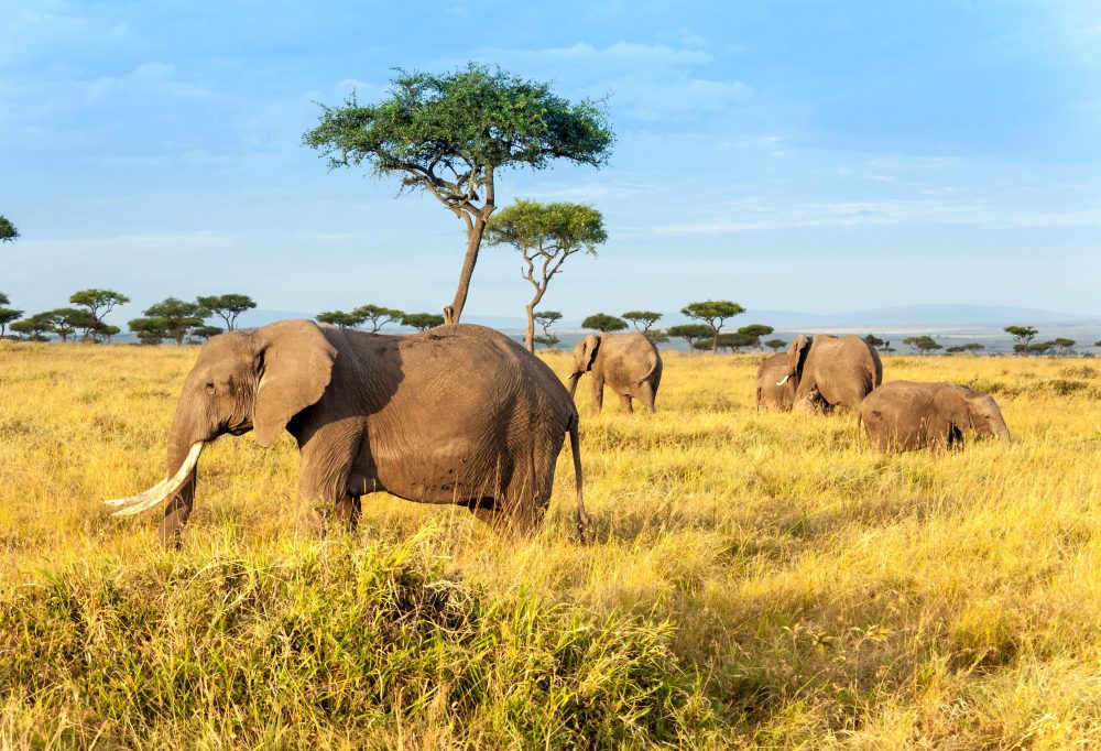 kenia-masai-mara-national-reserve-afrikaans-olifanten-1000