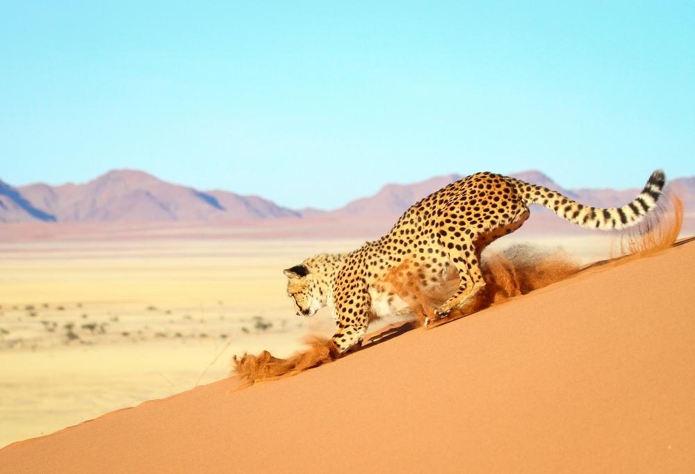 namibie-namib-woestijn-duinen-luipaard-1000