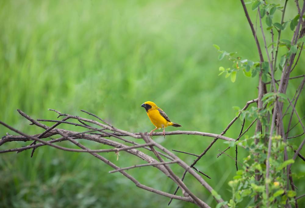 cambodja-vogel-asian-golden-weaver-1000