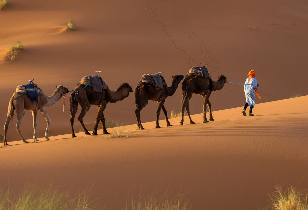 Camels caravan in the dessert of Sahara with beautiful dunes in background. Morocco