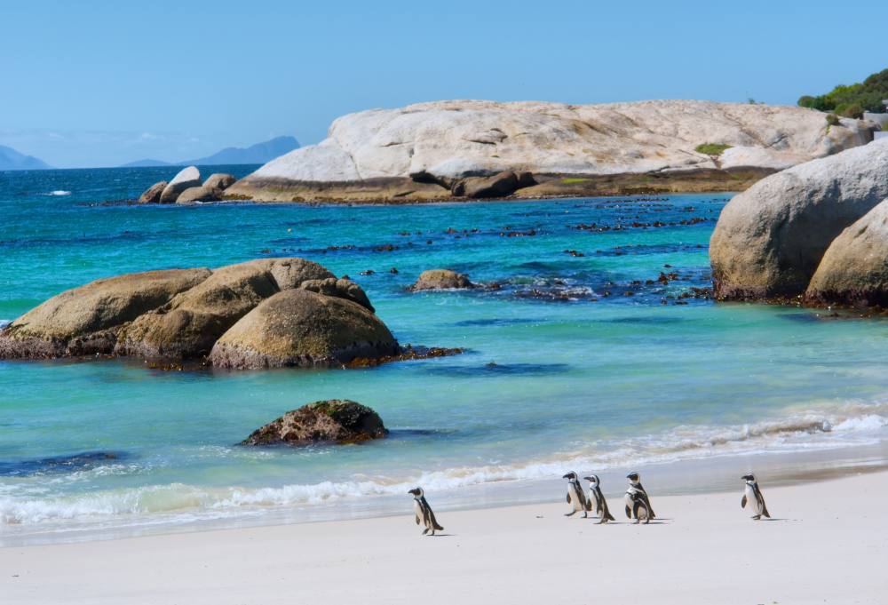 zuid-afrika-boulders-bay-penguins-walk-1000